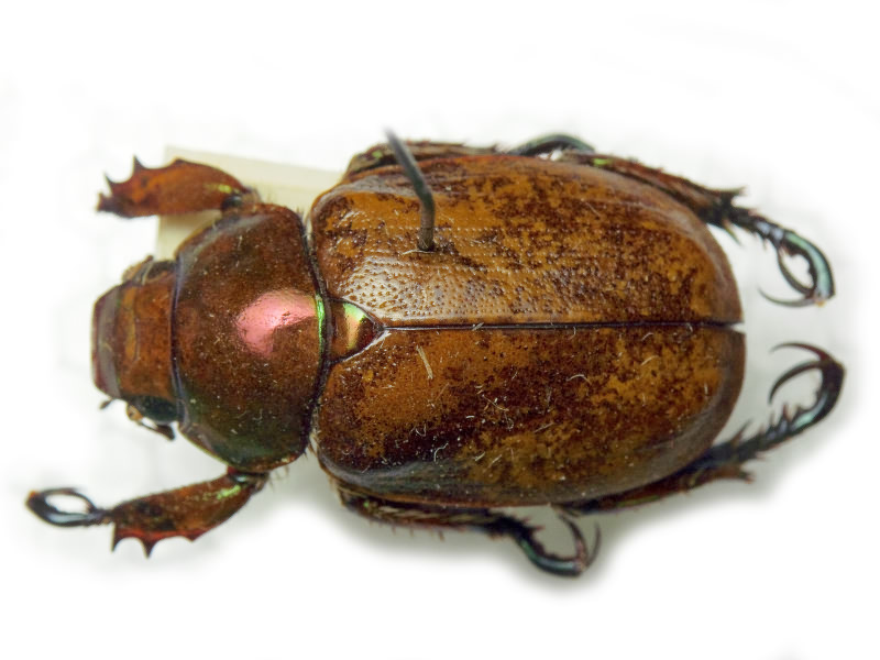 Cotalpa consobrina Horn, 1871